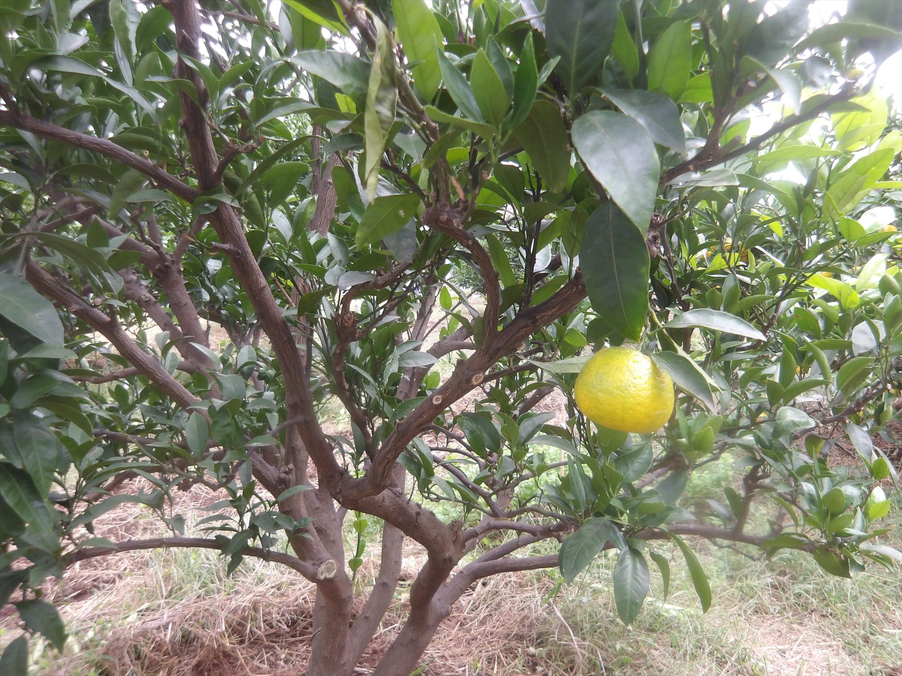 11/15「桜丘でみかん狩り」受付終了しました。