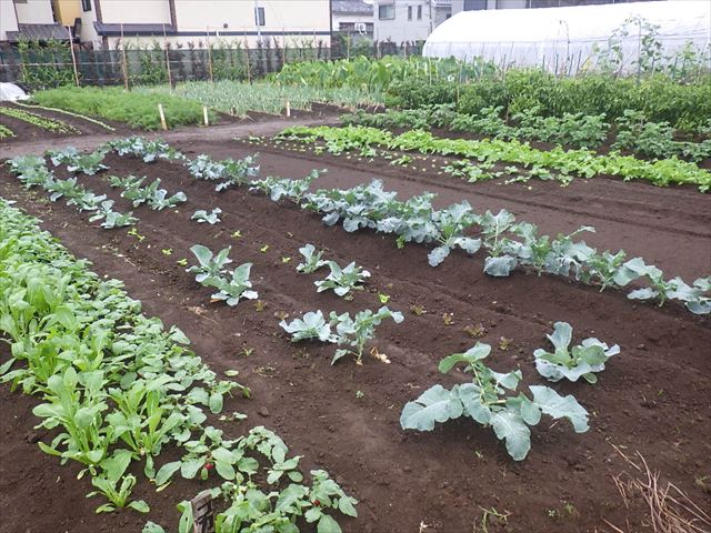 最近の公園は？