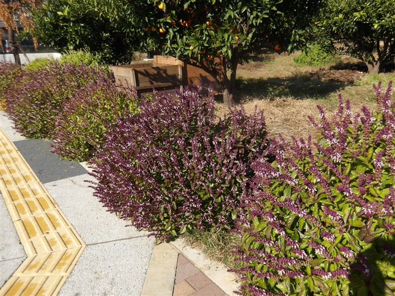 12月のイベント「12/14 自然体験プログラム ～さつまいもつるでリースづくり～」