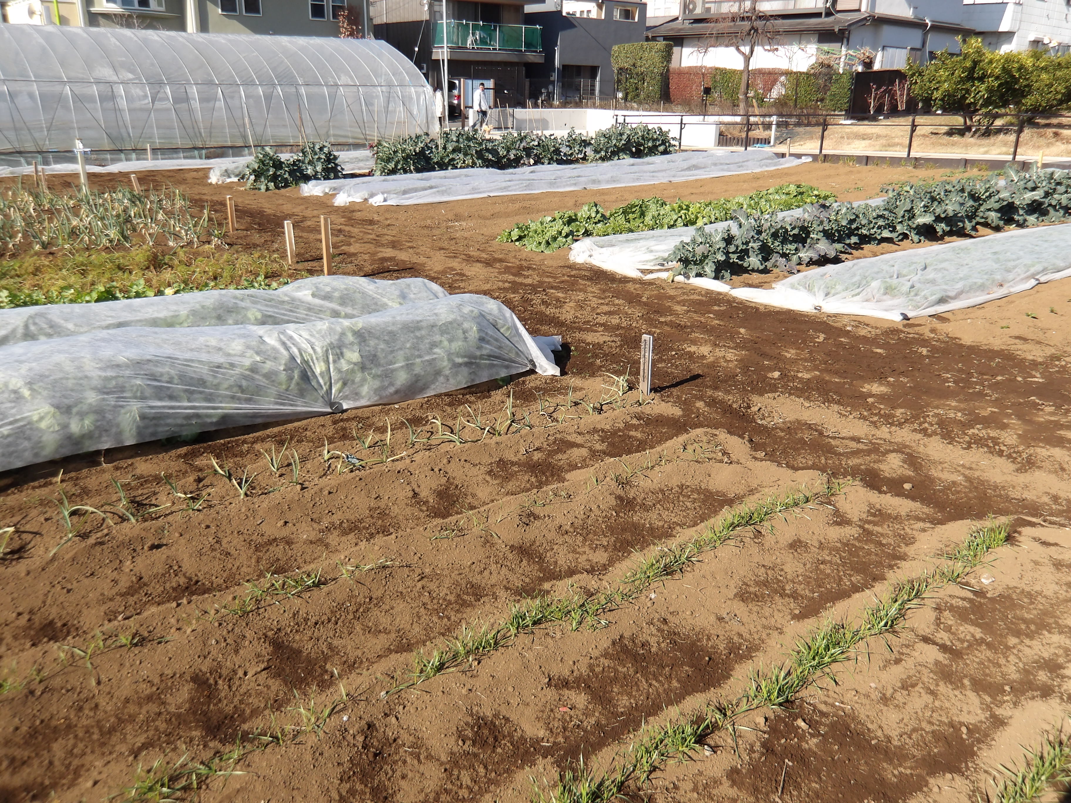 「1/24 農業体験プログラム ～冬野菜の収穫体験～」