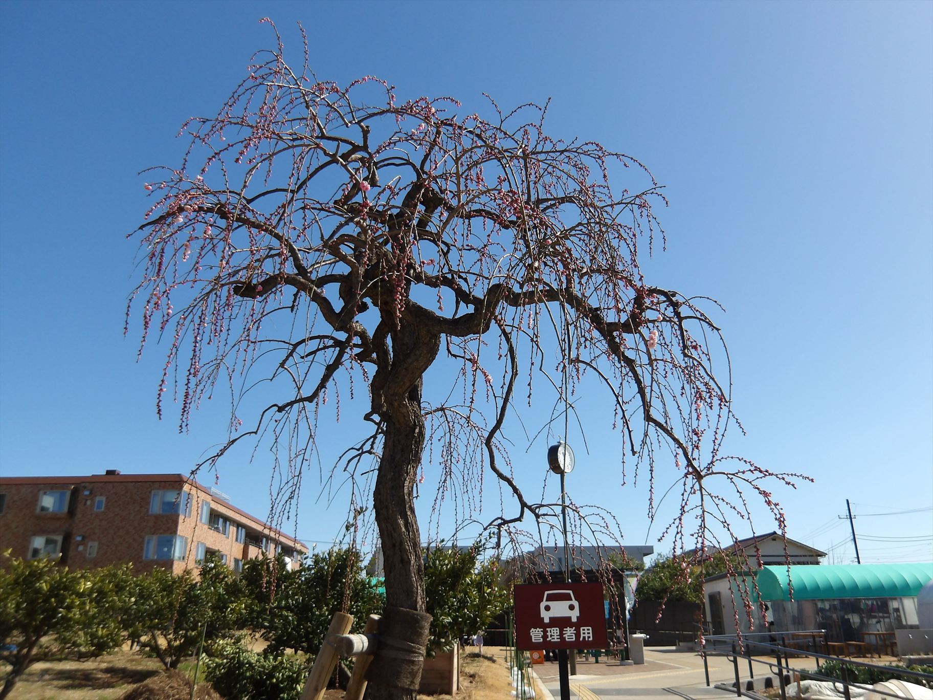 2月の農業公園みどころ紹介