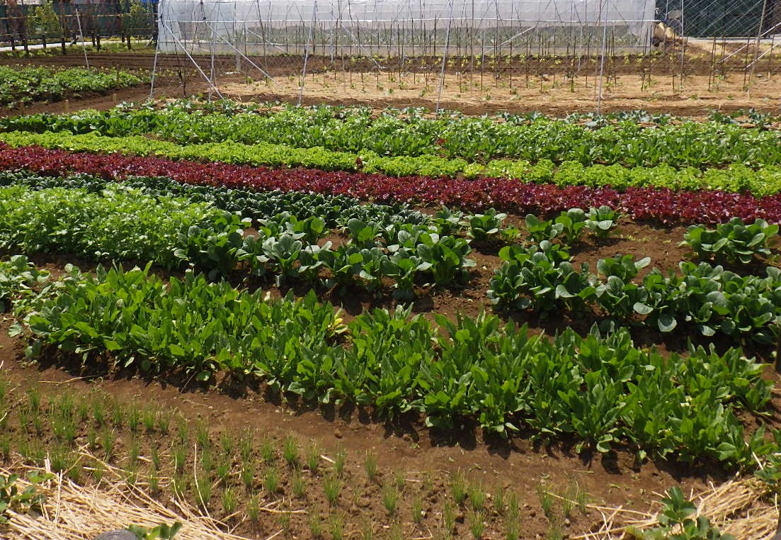 「4/11 農業体験プログラム ～春野菜の収穫体験～」