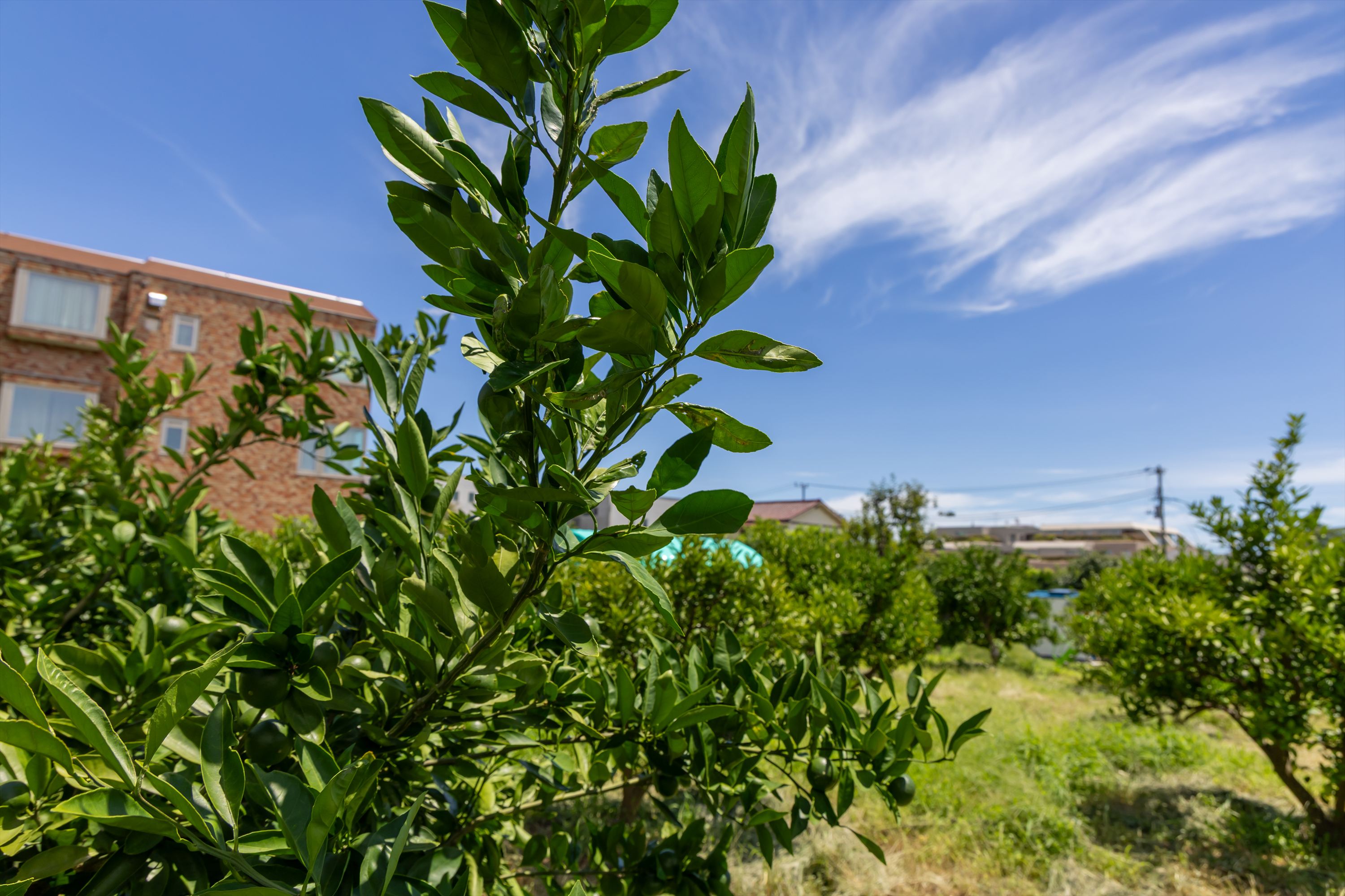 「4/1（水）～4/12（日） 開園1周年記念プログラムウィーク」